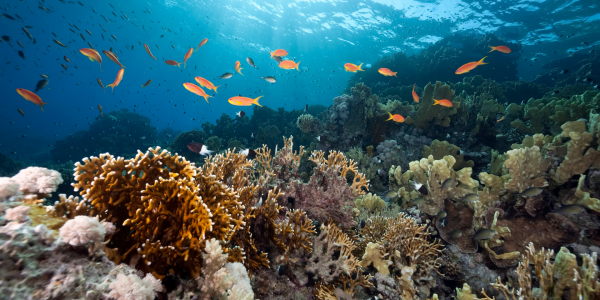 BPC_Website_Images_16-9_CANVA_Pro_13