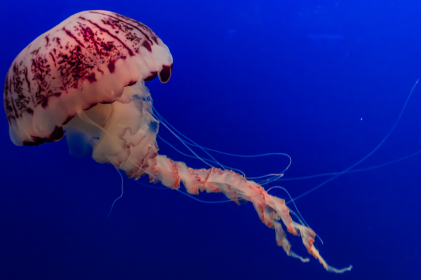 BPC_Website_Images_16-9_CANVA_Pro_61