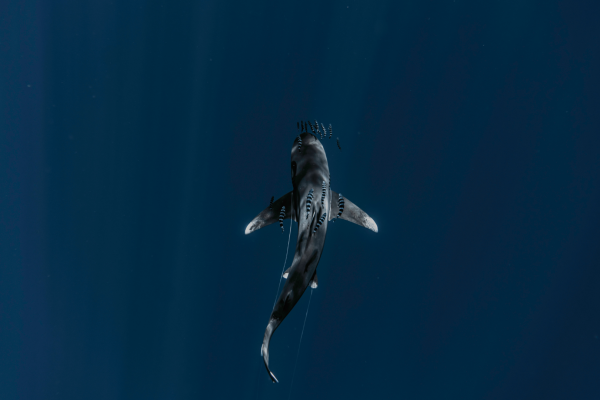 Shark_Ocean Images Horizontal (1920x1080)